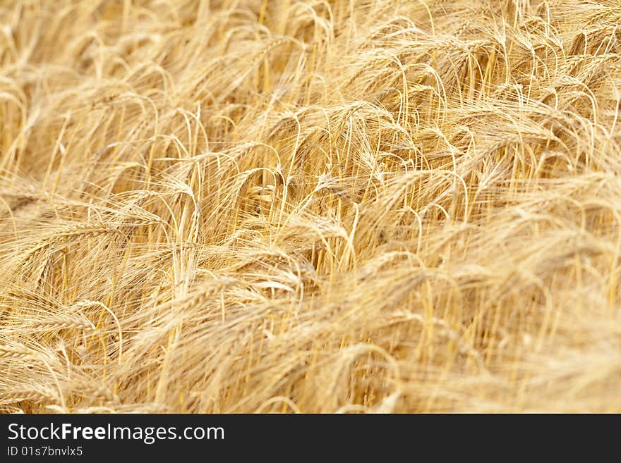 Close up view of golden rye