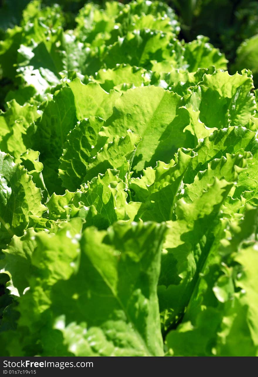 Salad Geen Leaves Gowth in the Garden