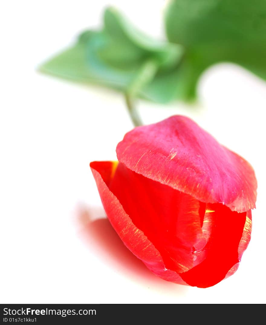 Red Tulip Isolated on White