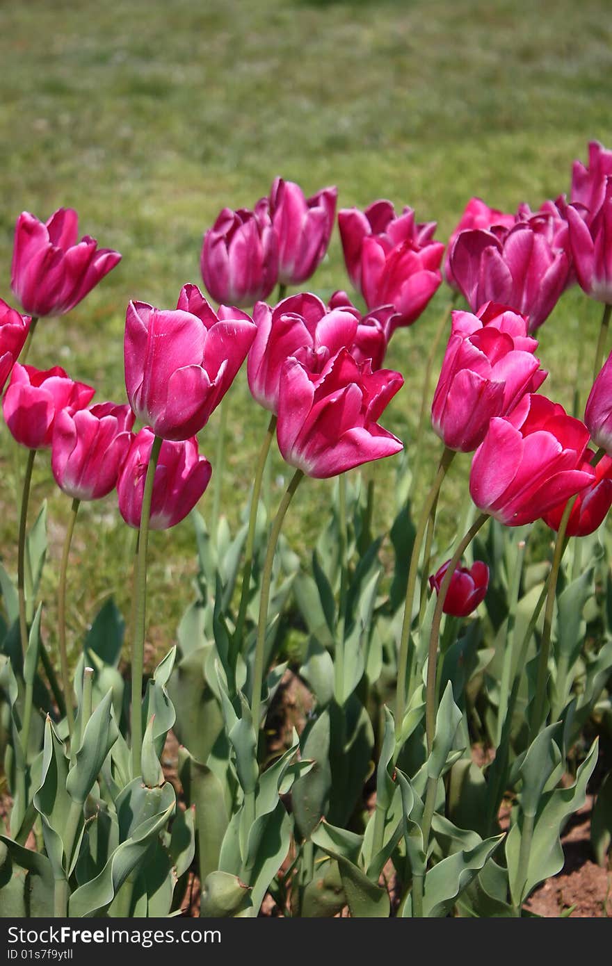 Pink Tulips Vertical Version. Color image
