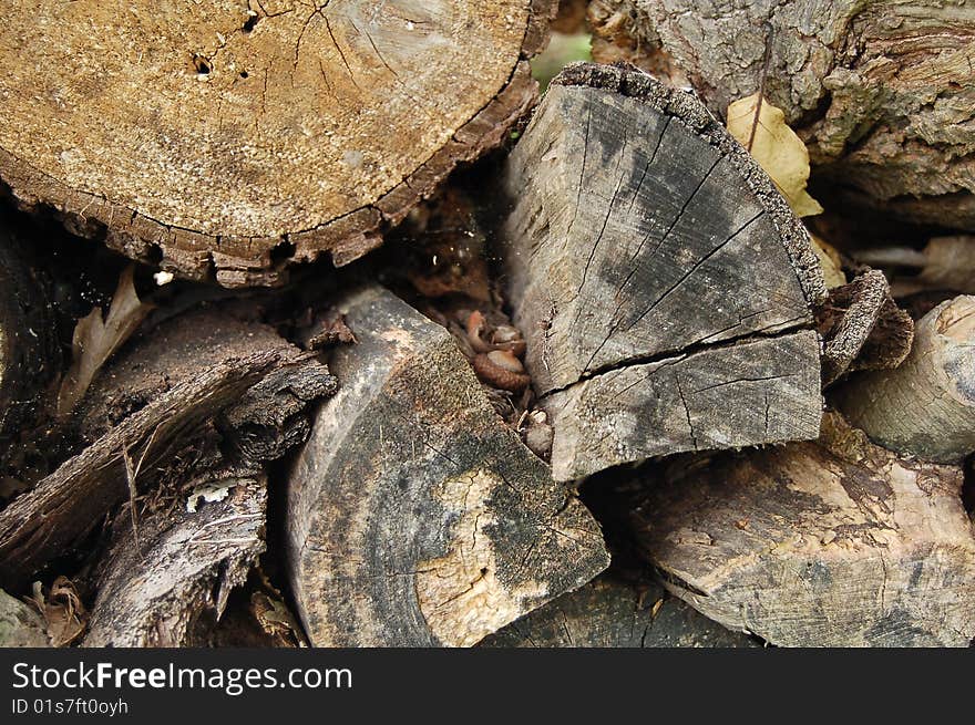 Old firewood with cobwebs, nuts and leaves.