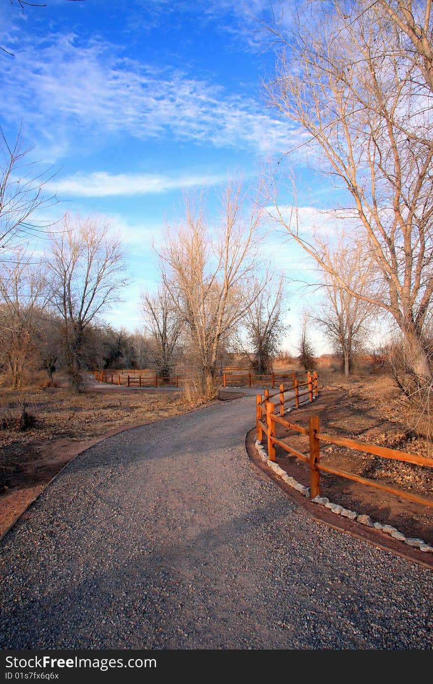 Path with trees in the desert