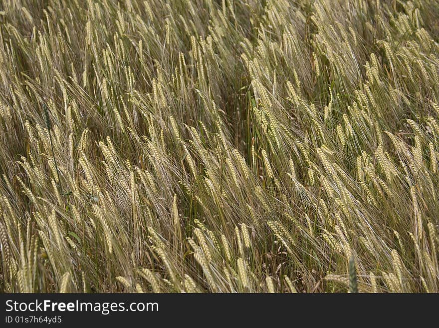 A cornfield in the wind