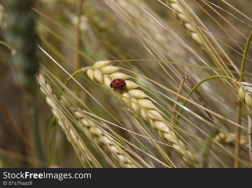 Cornfield