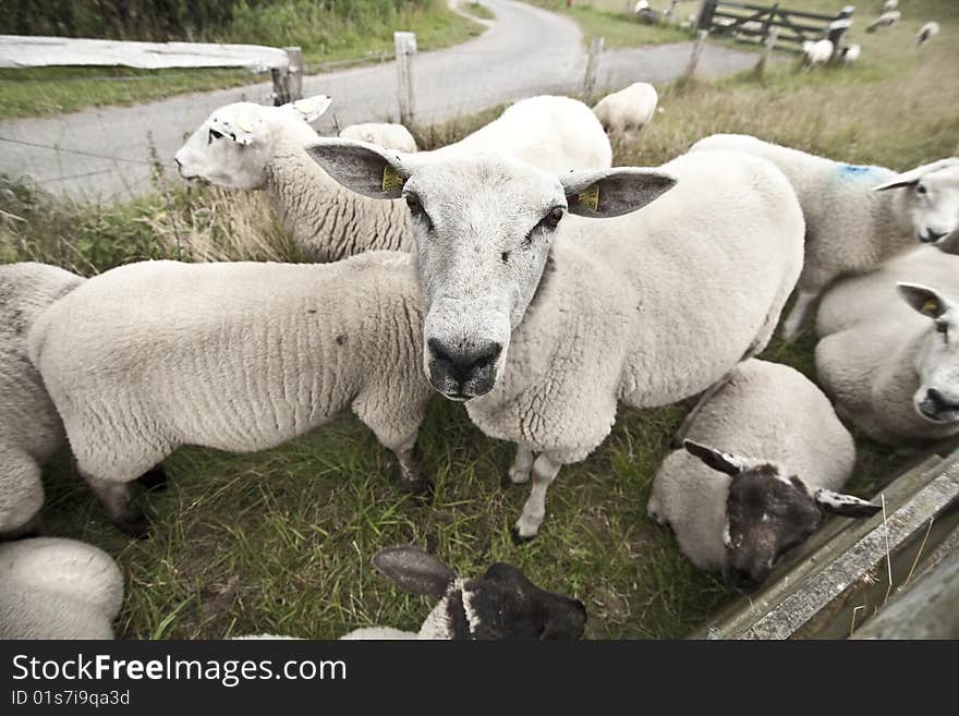 Sheeps