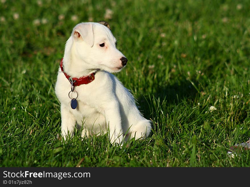 Smiling parson russel terrier pet. Smiling parson russel terrier pet