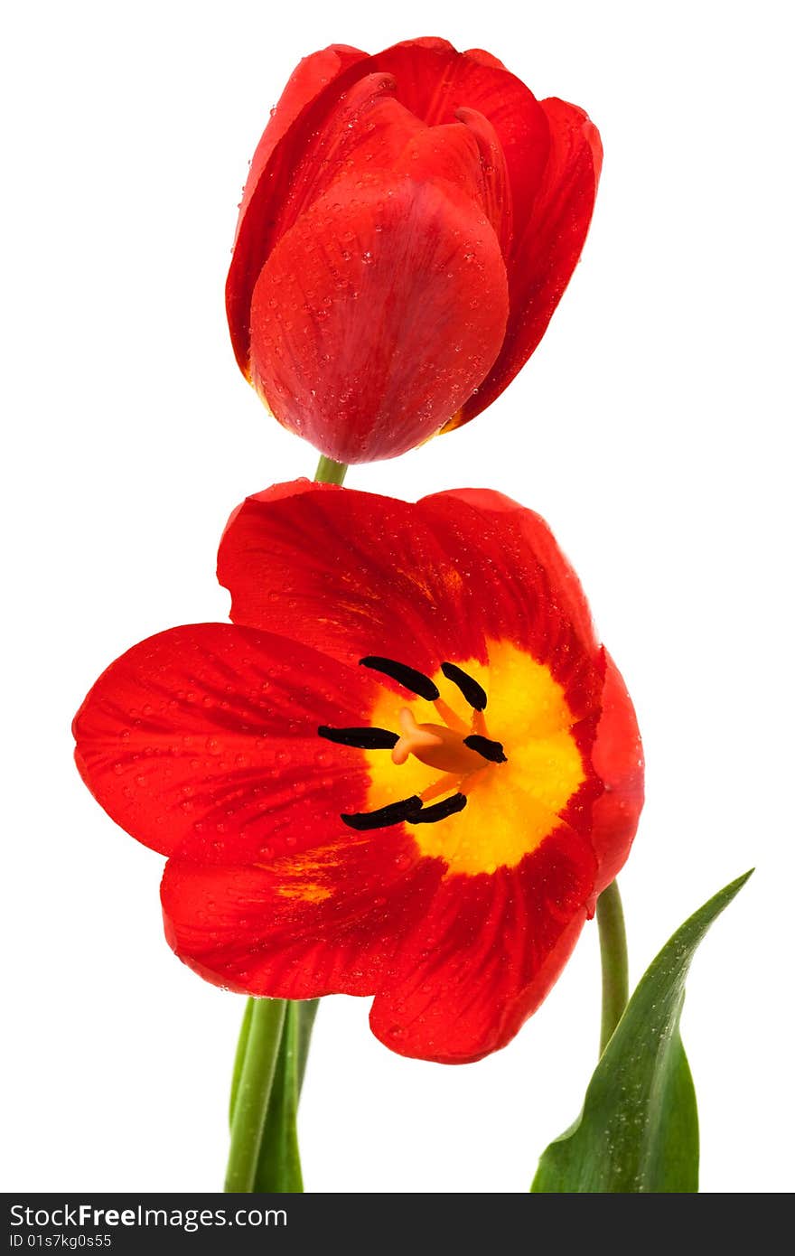 Beautiful red tulips on a white background