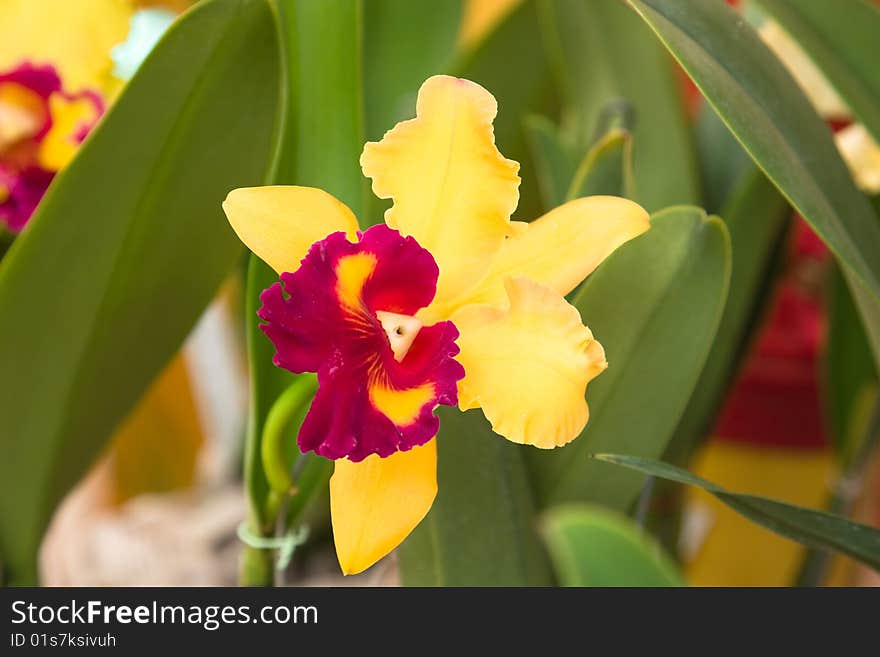 Beautiful orchids in the garden