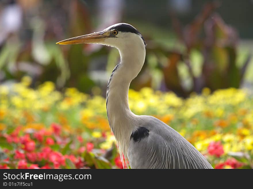 Heron