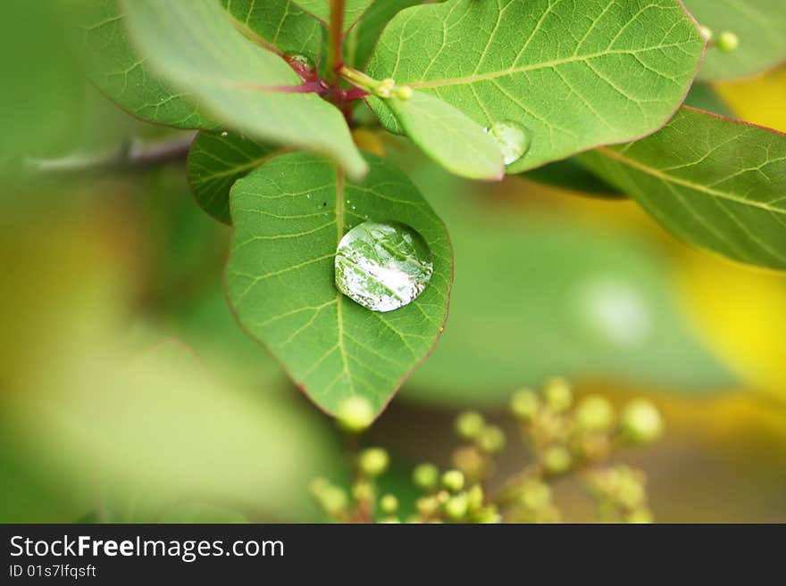 Dew drops on a green leaves close up. Dew drops on a green leaves close up