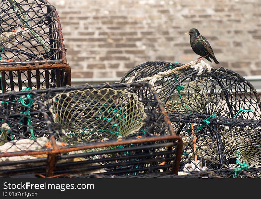 Starling sitting on the fishing nets