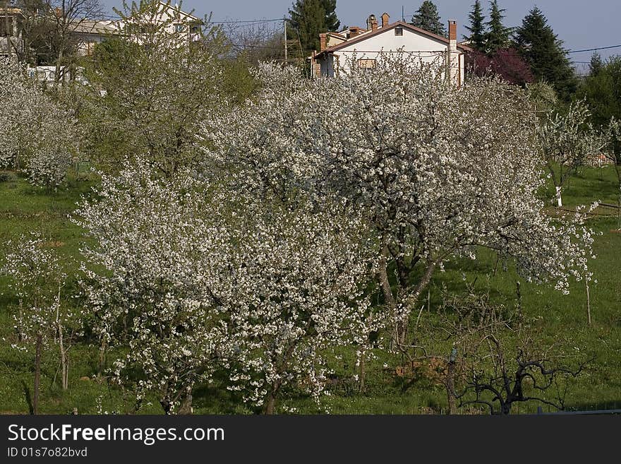 Blooming trees in the spring time. Blooming trees in the spring time.