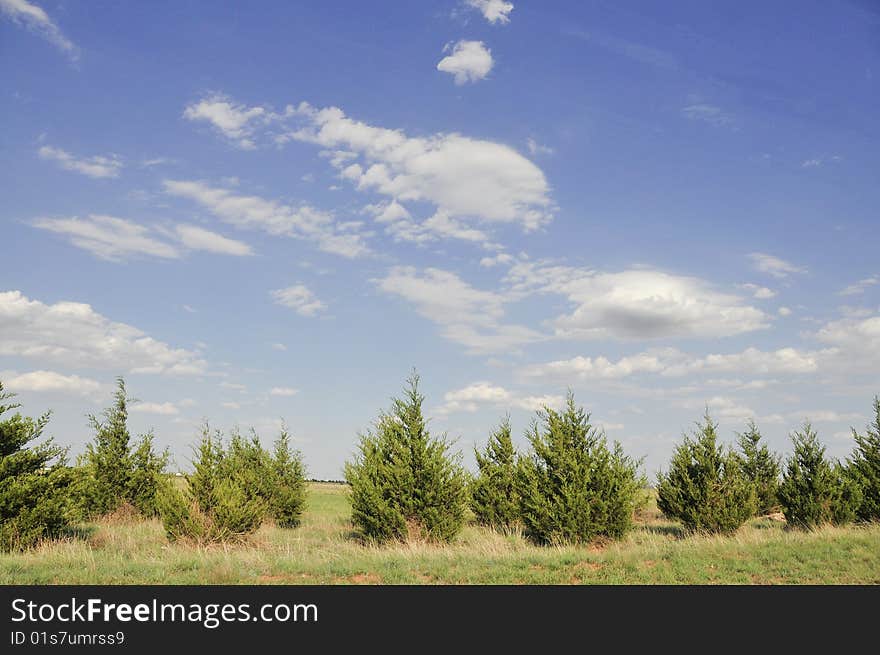 Line of Fir Trees and Beautiful Sky. Line of Fir Trees and Beautiful Sky