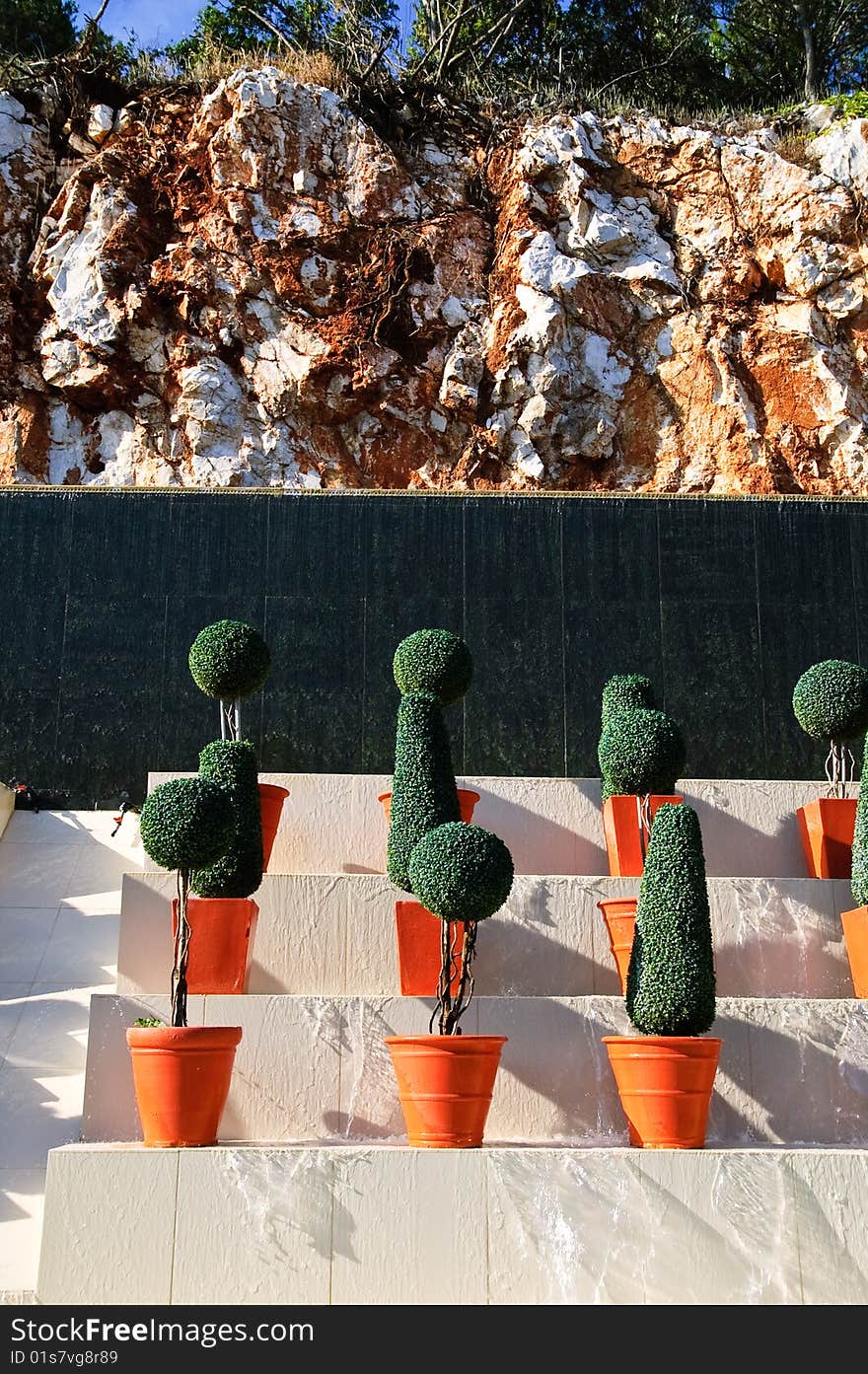 Small bonsai trees in red pots