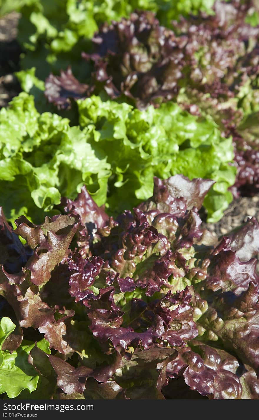 Red and Green Lettuce