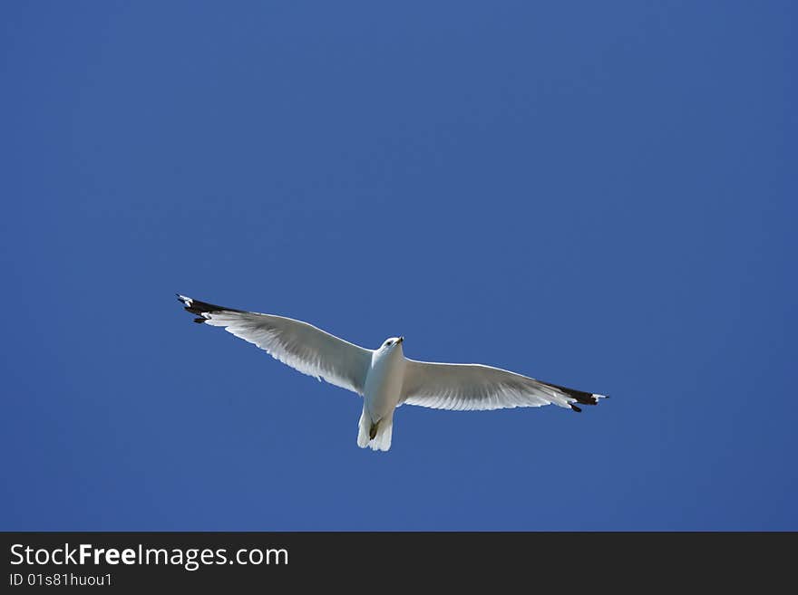 Gull flying