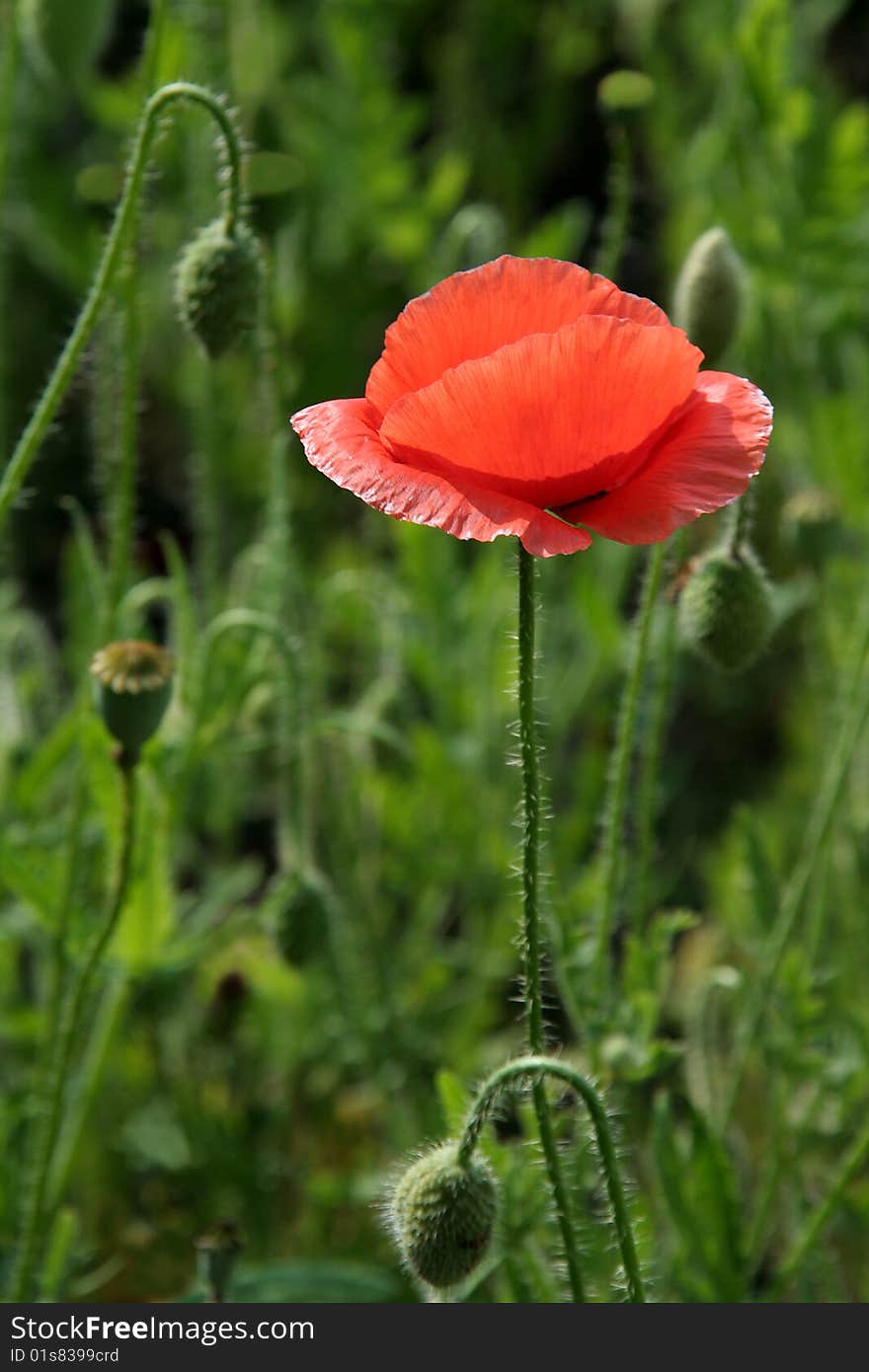 Brilliant orange flower separated on blurry green background. Brilliant orange flower separated on blurry green background