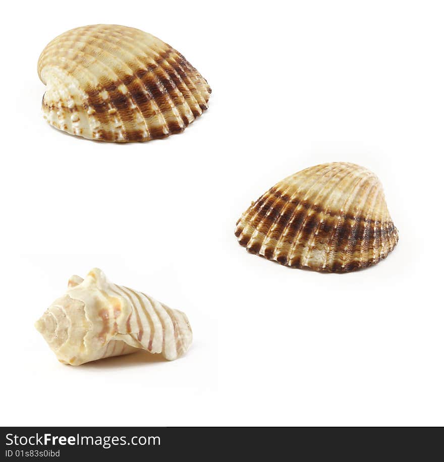 Cockle-shell from sea, ocean on white background. Nature texture. Cockle-shell from sea, ocean on white background. Nature texture.