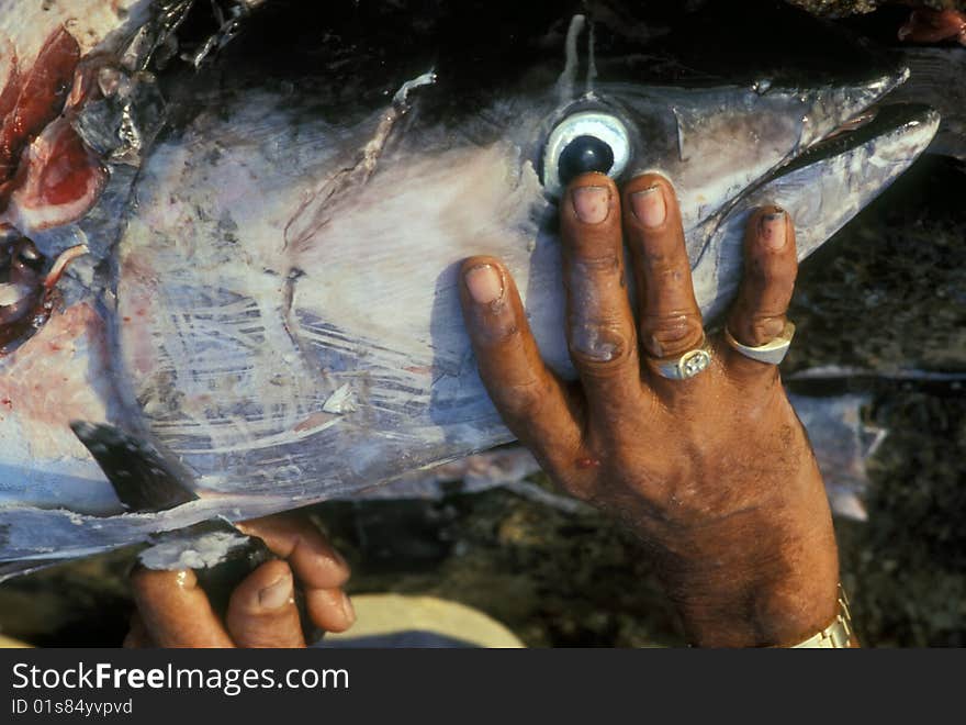 Barracuda Cleaning