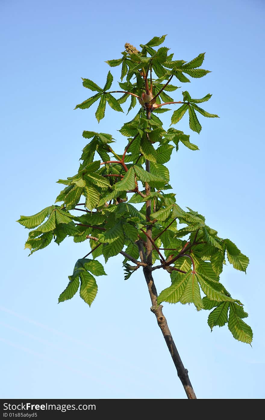 Serrate Tree Top