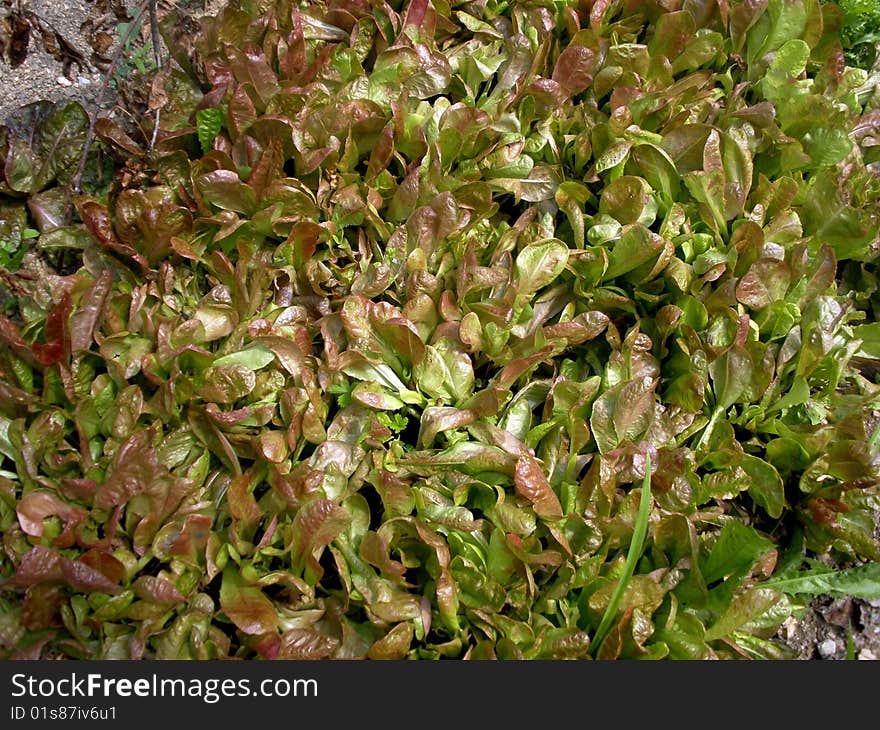 Leaves of salad