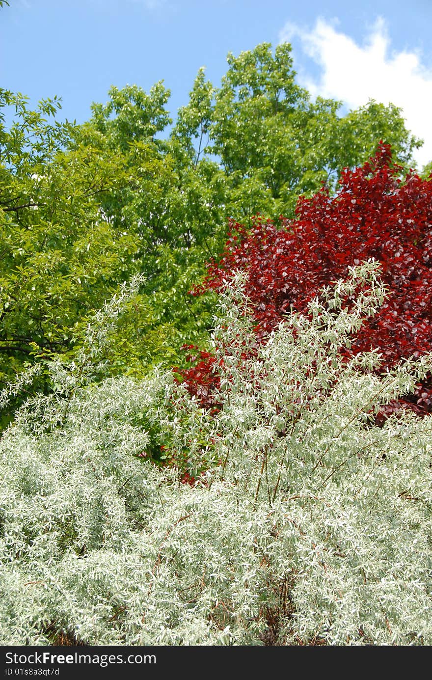 Colorful Tree Leaves Background