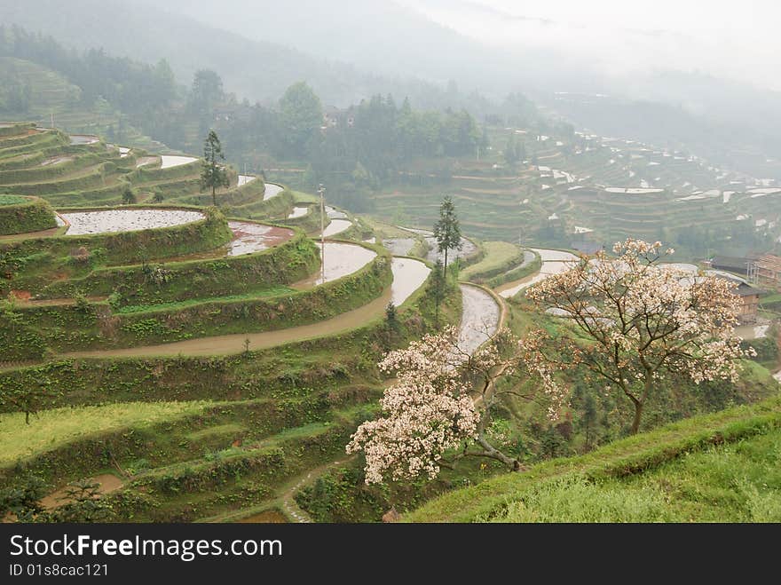 Terrace field scenery in guizhou china