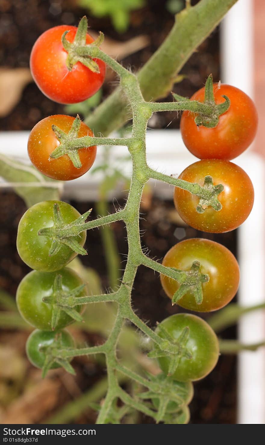 Cherry Tomatoes