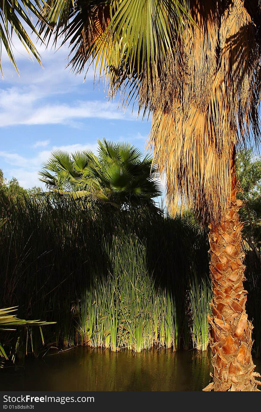 Lake in Baja California in Mexico, near of San Felipe