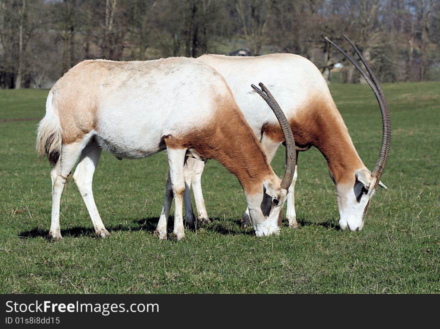 Scimitar-horned oryx in a zoo. Scimitar-horned oryx in a zoo