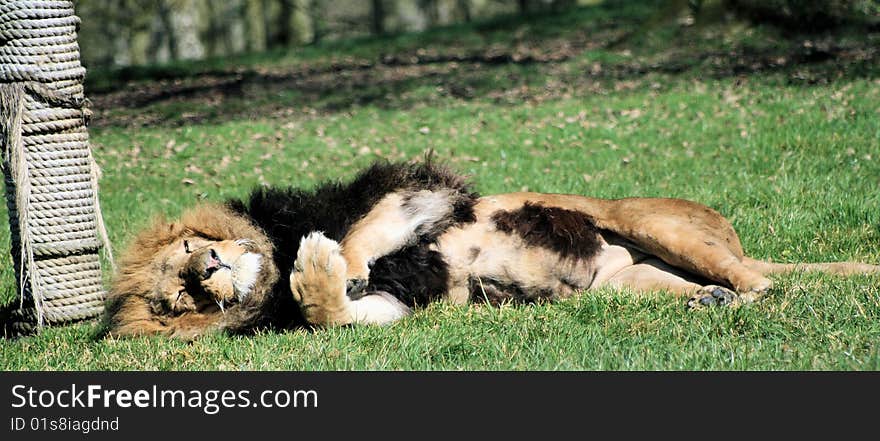 Male Lion