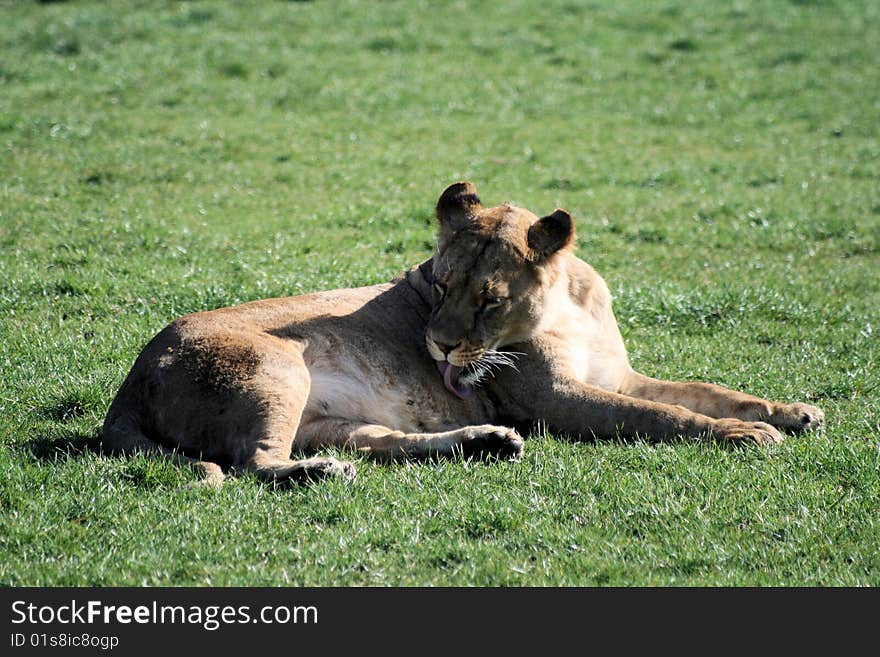 Female lioness in a zoo. Female lioness in a zoo