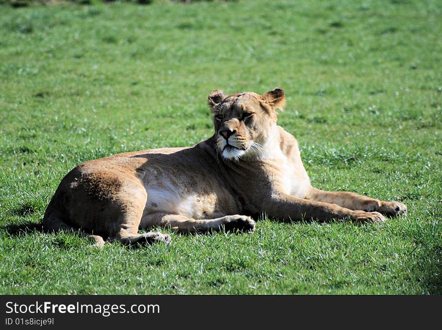 Female lioness in a zoo. Female lioness in a zoo