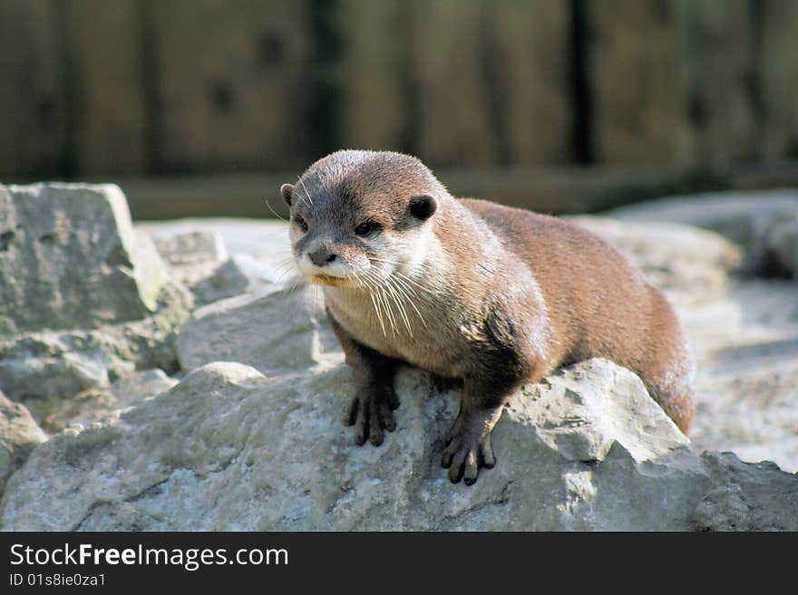 Otter 2