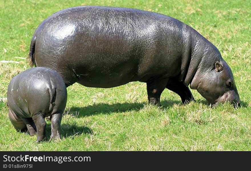 Pygmy Hippopotamus 2