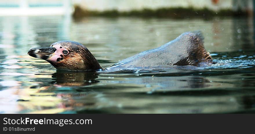 Single penguin floating on water. Single penguin floating on water