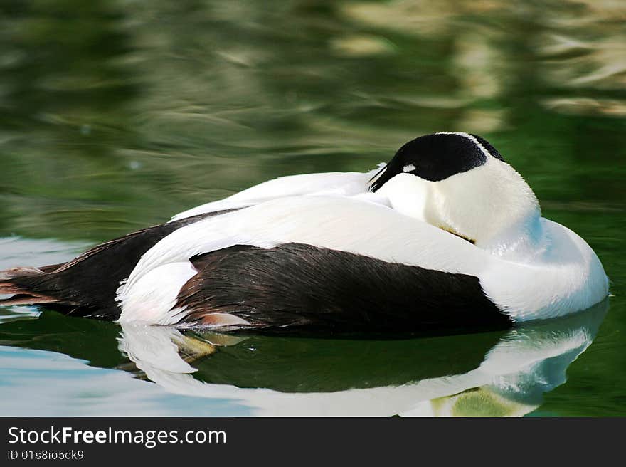 Eider Duck