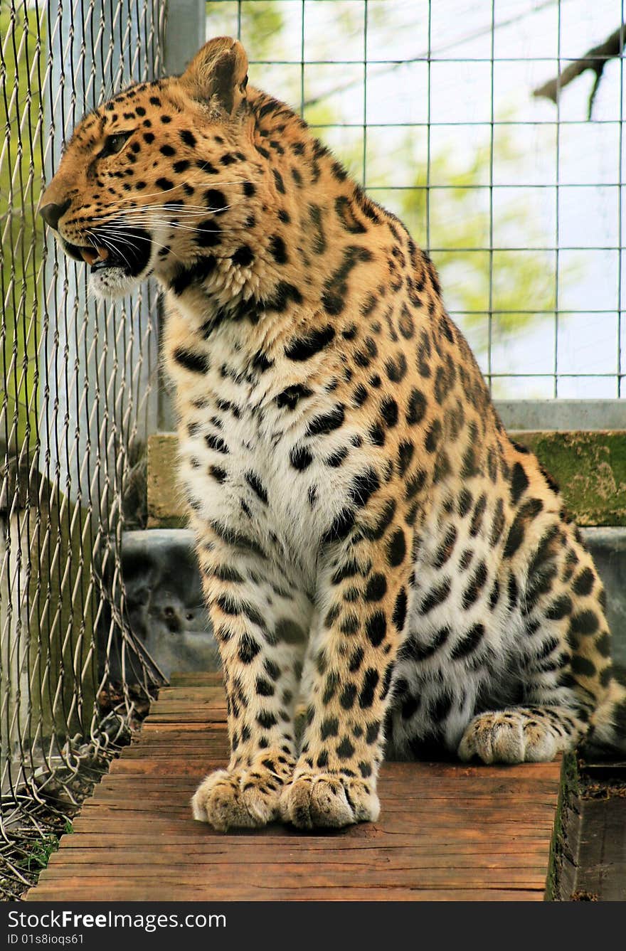 Leopard 5