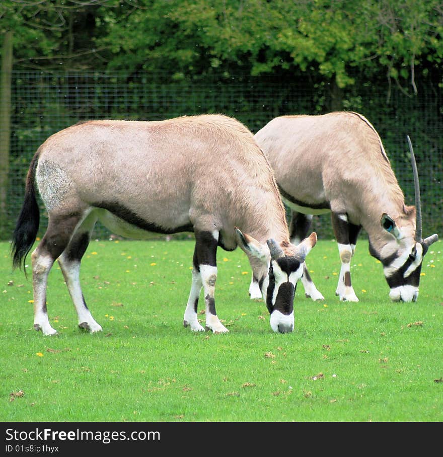 Two gemsbok in a zoo