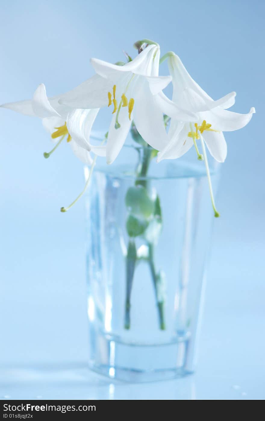 Three white lilies on glass at blue background