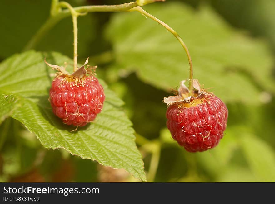 Two red riped berries