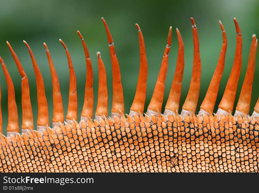 Detail of green iguana skin. Detail of green iguana skin