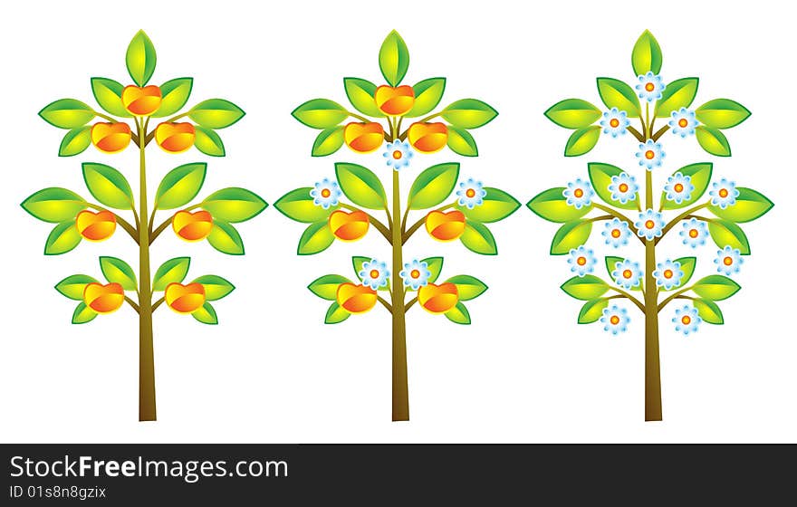 Blossoming apple tree, fruit-bearing apple tree, apple tree with flowers and fruits. Blossoming apple tree, fruit-bearing apple tree, apple tree with flowers and fruits