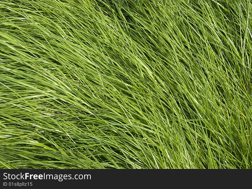 Texture of long grass growing in meadow. Texture of long grass growing in meadow