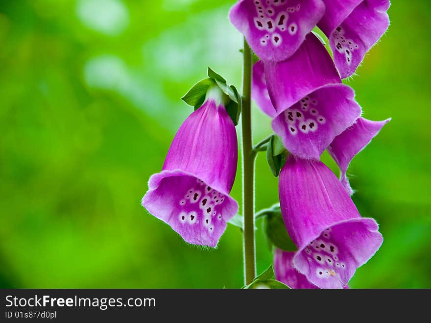 Beautiful flowers