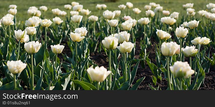 Many beautiful white tulips with green leaf