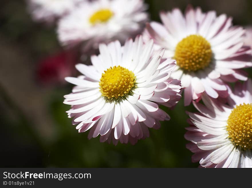 Macro camomile filming in the field