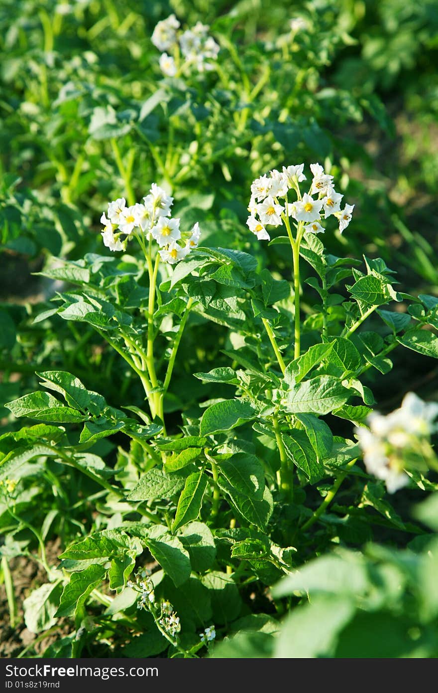 Flowers of potato