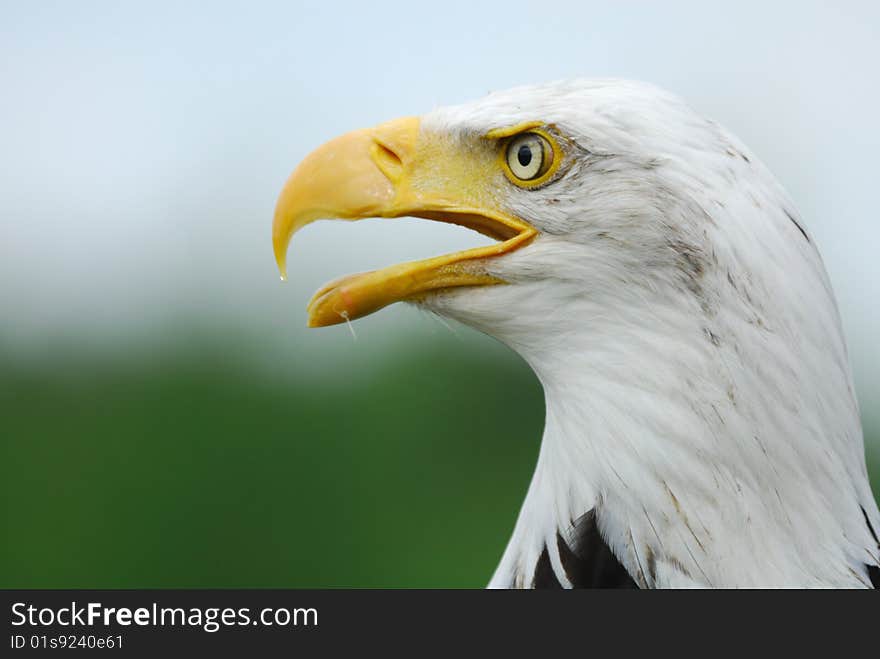 American bald eagle