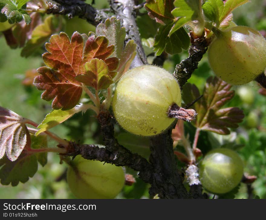 A photo of wild gooseberries. A photo of wild gooseberries